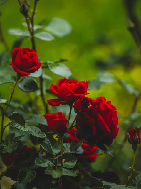 Rose Petals Phone Wallpaper · petals · 1440×1920