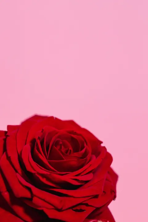 Rose Petals Phone Wallpaper · petals · 1440×2160
