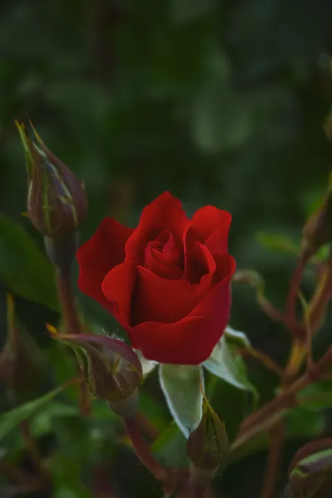 Rose Petals Phone Wallpaper · petals · 1440×2160