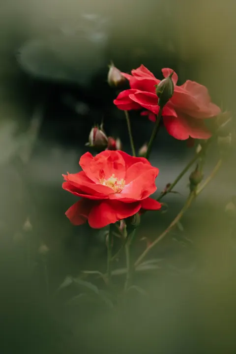 Rose Petals Phone Wallpaper · petals · 1440×2160