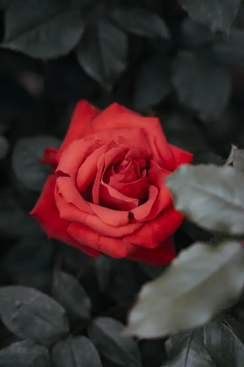 Rose Petals Phone Wallpaper · petals · 1440×2160