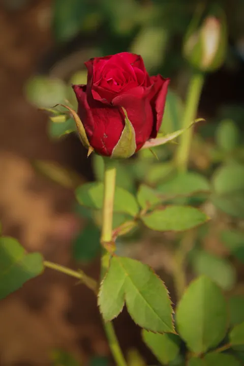 Rose Petals Phone Wallpaper · petals · 1440×2160