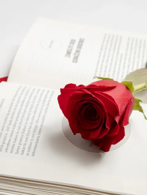 Rose Petals Phone Wallpaper · petals · 1440×1920