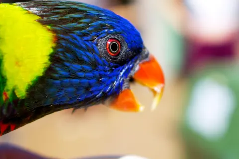 Sfondo Uccello Tropicale 4K · animals · 3840×2560
