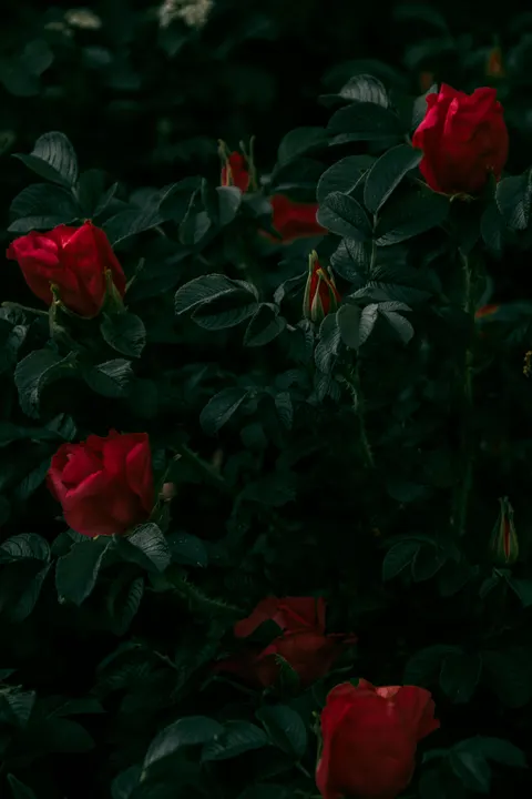 Rose Petals Phone Wallpaper · petals · 1440×2160