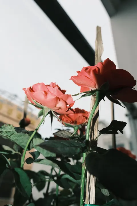 Rose Petals Phone Wallpaper · petals · 1440×2160