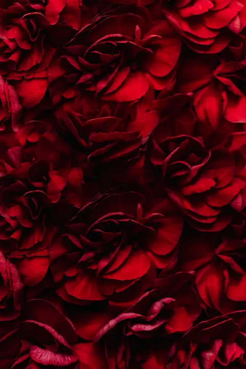 Fond d'écran mobile Pétales de Rose · petals · 1440×2160