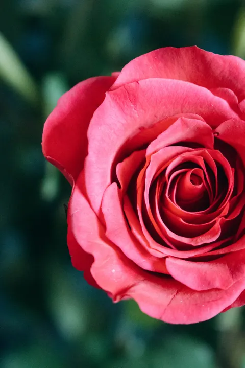 Rose Petals Phone Wallpaper · petals · 1440×2160