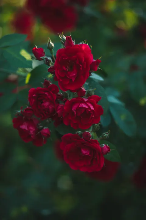 Rose Petals Phone Wallpaper · petals · 1440×2160