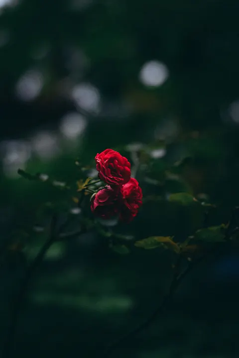 Rose Petals Phone Wallpaper · petals · 1440×2160