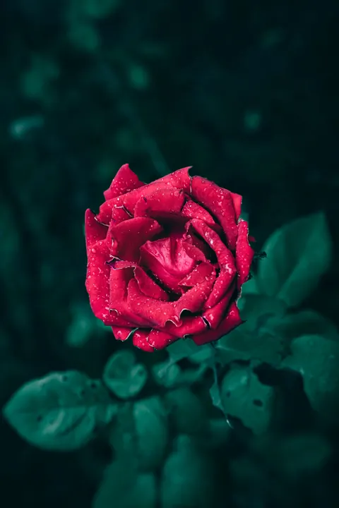Rose Petals Phone Wallpaper · petals · 1440×2160