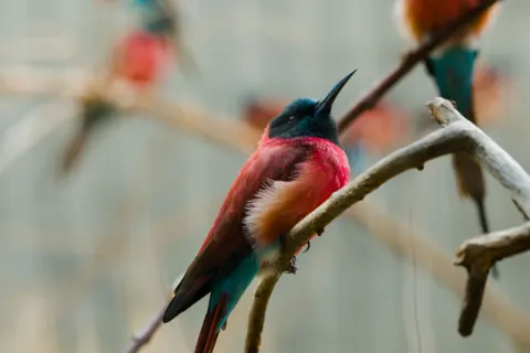 خلفية طائر استوائي بدقة 4K · animals · 3840×2558