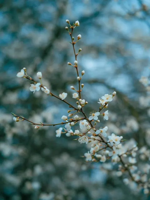 Sakura Branch Phone Wallpaper · petals · 1440×1921