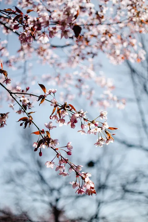 Sakura Branch Phone Wallpaper · petals · 1440×2160