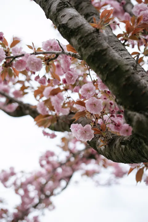 Sakura Branch Phone Wallpaper · petals · 1440×2160