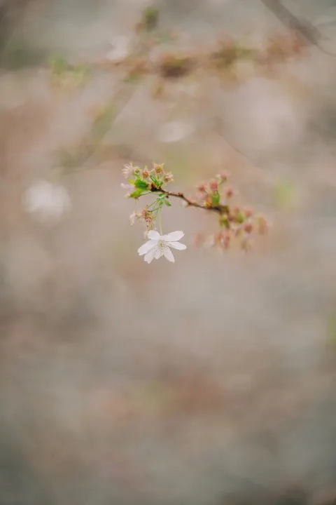 Sakura Branch Phone Wallpaper · petals · 1440×2160