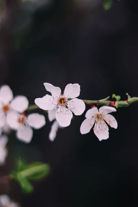 Sakura Branch Phone Wallpaper · petals · 1440×2160