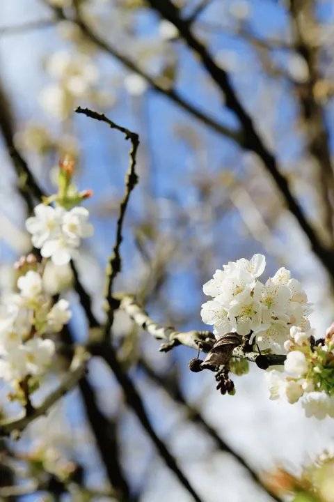 Sakura Branch Phone Wallpaper · petals · 1440×2160