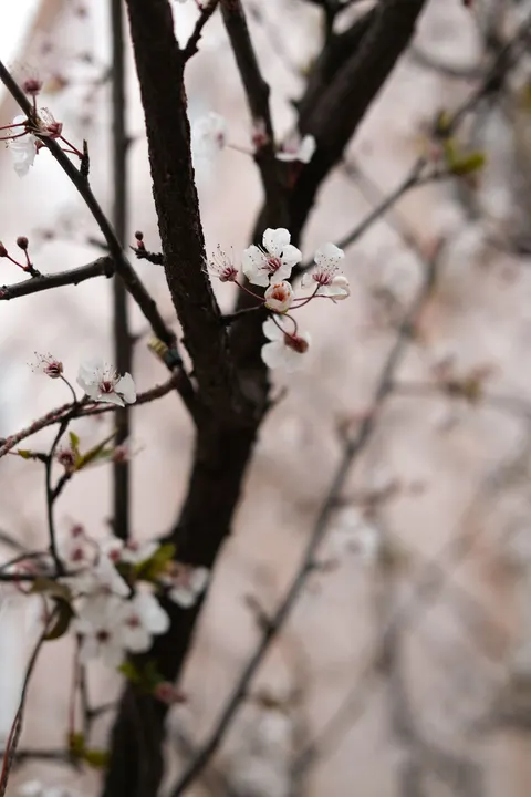 Sakura Branch Phone Wallpaper · petals · 1440×2160