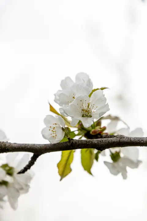 Sakura Branch Phone Wallpaper · petals · 1440×2160