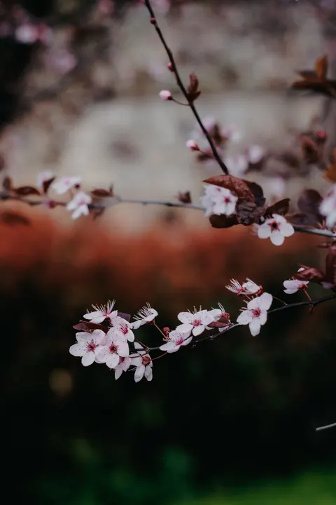 Sakura Branch Phone Wallpaper · petals · 1440×2160