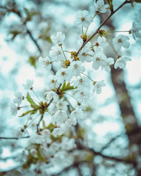 Sakura Branch Phone Wallpaper · petals · 1440×1800