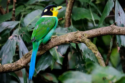 Tapeta Tropikalny Ptak 4K · animals · 3840×2560