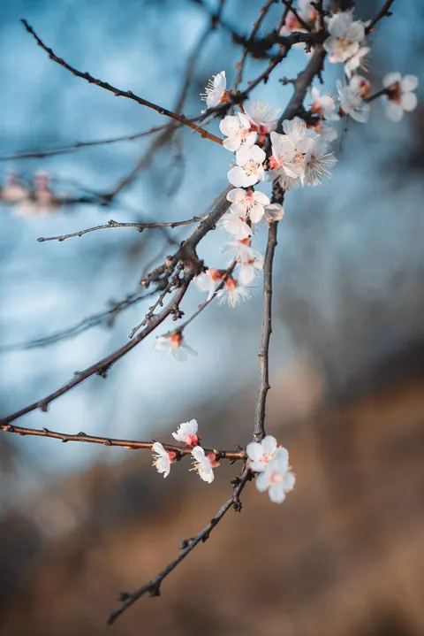 Sakura Branch Phone Wallpaper · petals · 1440×2158