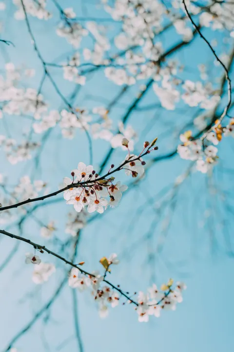 Sakura Branch Phone Wallpaper · petals · 1440×2164
