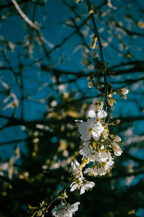Sakura Branch Phone Wallpaper · petals · 1440×2160