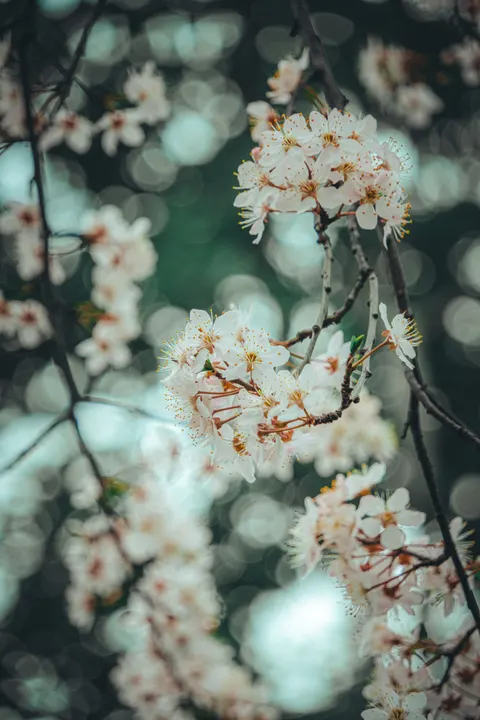 Sakura Branch Phone Wallpaper · petals · 1440×2160