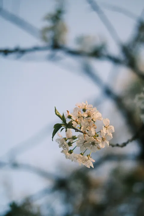 Sakura Branch Phone Wallpaper · petals · 1440×2160