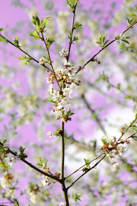 Sakura Branch Phone Wallpaper · petals · 1440×2160