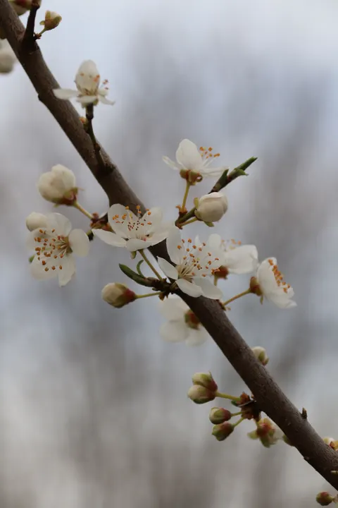 Sakura Branch Phone Wallpaper · petals · 1440×2160