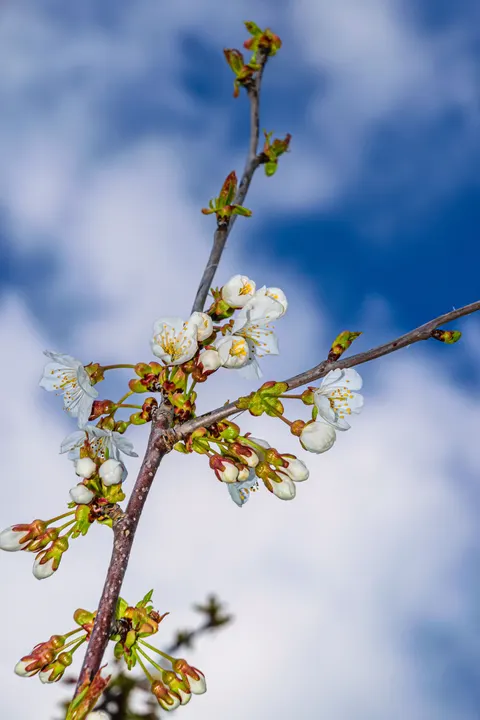 Sakura Branch Phone Wallpaper · petals · 1440×2160