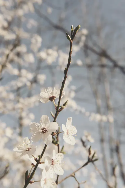 Sakura Branch Phone Wallpaper · petals · 1440×2160