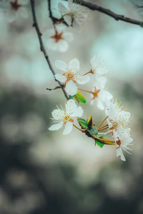 Sakura Branch Phone Wallpaper · petals · 1440×2160