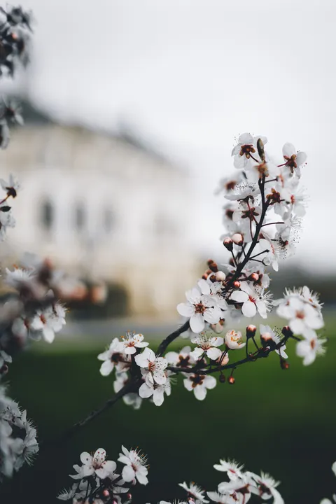 Sakura Branch Phone Wallpaper · petals · 1440×2160