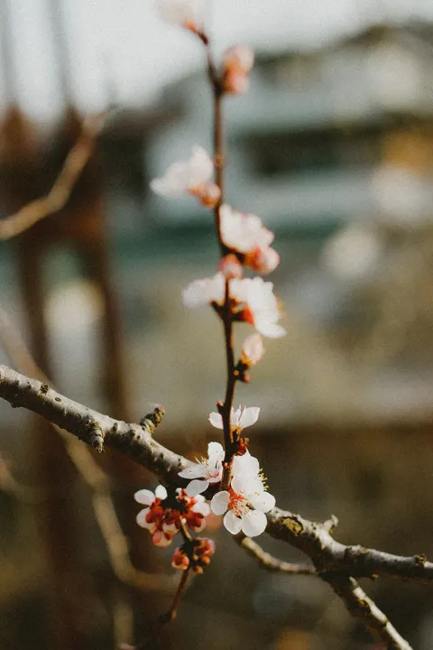 Sakura Branch Phone Wallpaper · petals · 1440×2160