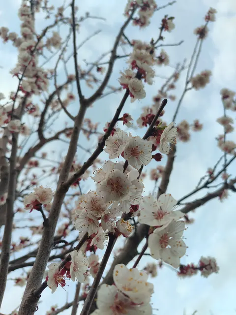 Sakura Branch Phone Wallpaper · petals · 1440×1920