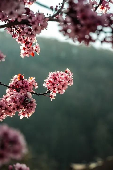 Sakura Branch Phone Wallpaper · petals · 1440×2160