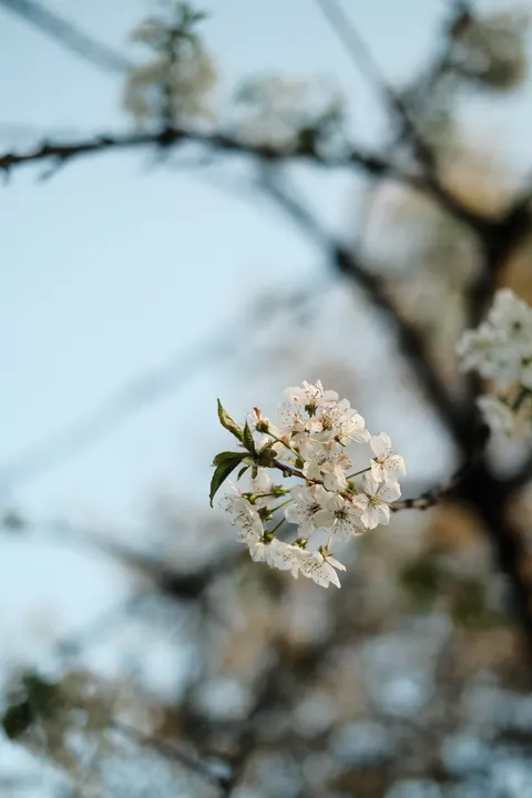 Sakura Branch Phone Wallpaper · petals · 1440×2160