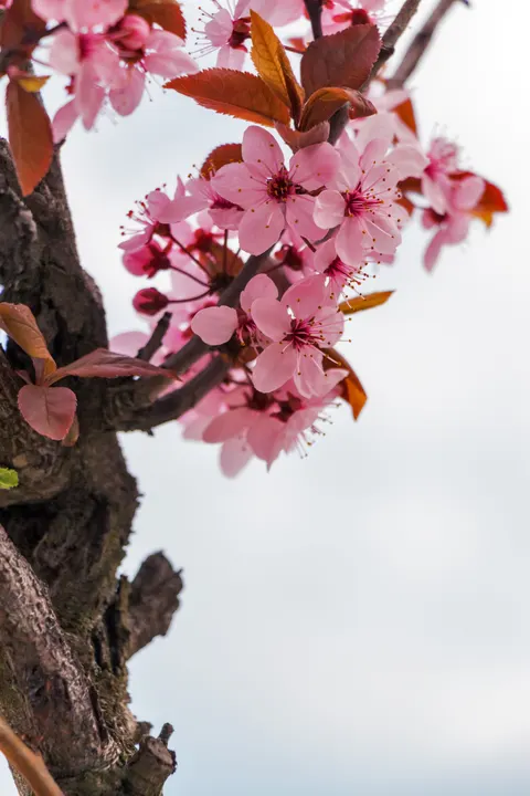 Sakura Branch Phone Wallpaper · petals · 1440×2160