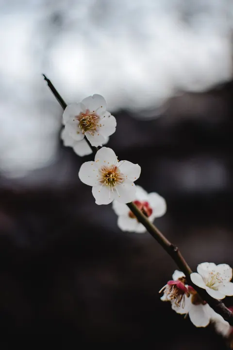Ranting Sakura Wallpaper HP · petals · 1440×2160