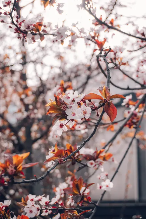 شاخه شکوفه گیلاس والپیپر موبایل · petals · 1440×2160