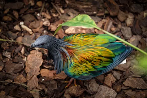 Tropikal Kuş 4K Duvar Kağıdı · animals · 3840×2561