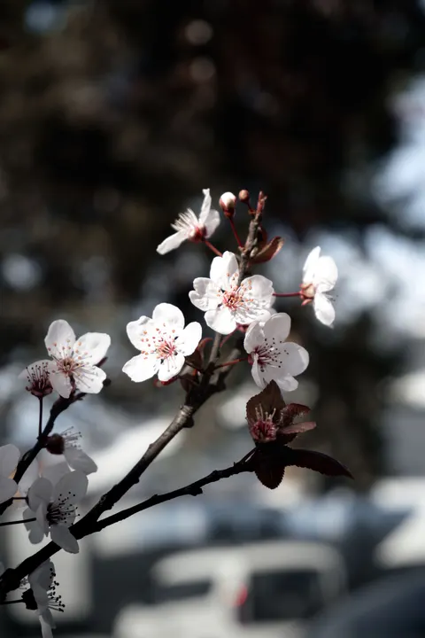 Sakura Branch Phone Wallpaper · petals · 1440×2160
