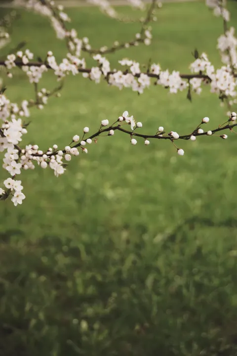 Sakura Branch Phone Wallpaper · petals · 1440×2160