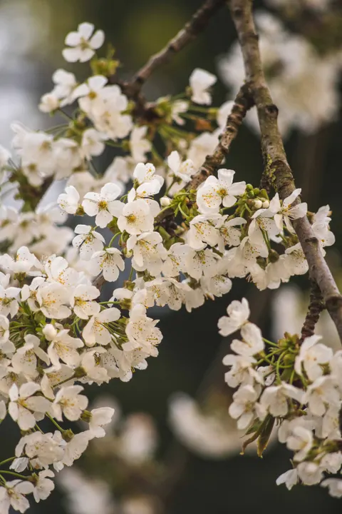 Sakura Branch Phone Wallpaper · petals · 1440×2160