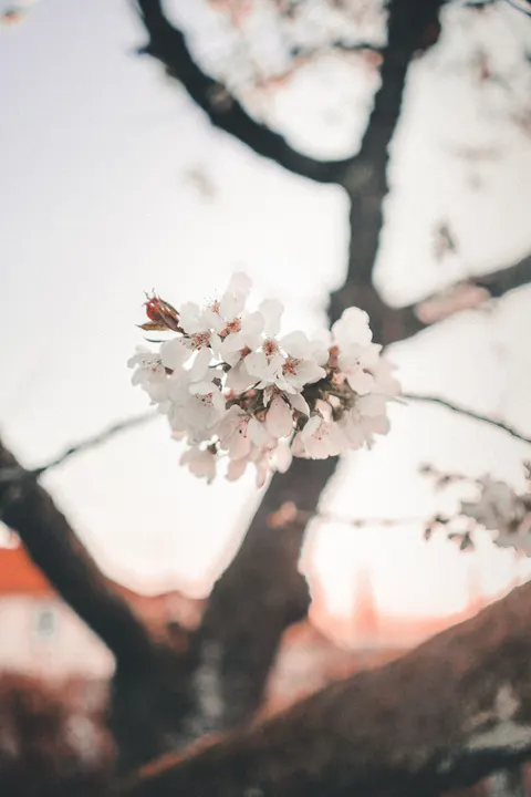 Sakura Branch Phone Wallpaper · petals · 1440×2160